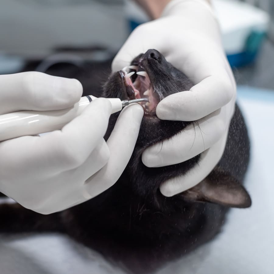 Cat & Dog Dental Care, Merced Vet